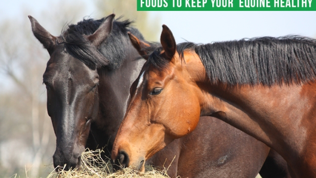 Boosting Equine Wellness: Unleashing the Power of Horse Health Supplements