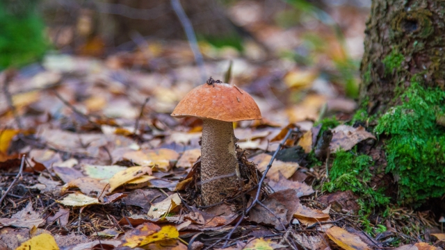 From Fungi to Feast: A Beginner’s Guide to Mushroom Growing