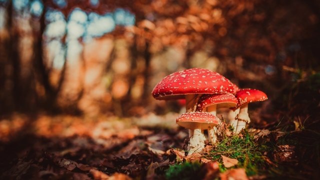 Mushroom Mastery: Unleashing the Secrets of Successful Growing