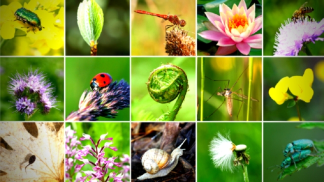 Harmony in Diversity: Exploring the Wonders of Ecology and Biodiversity